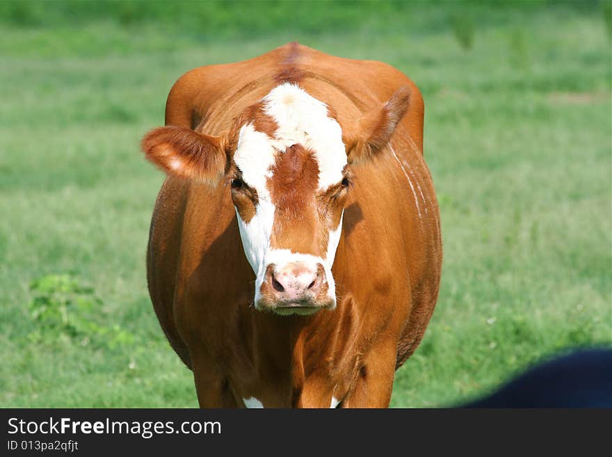 Brown cow