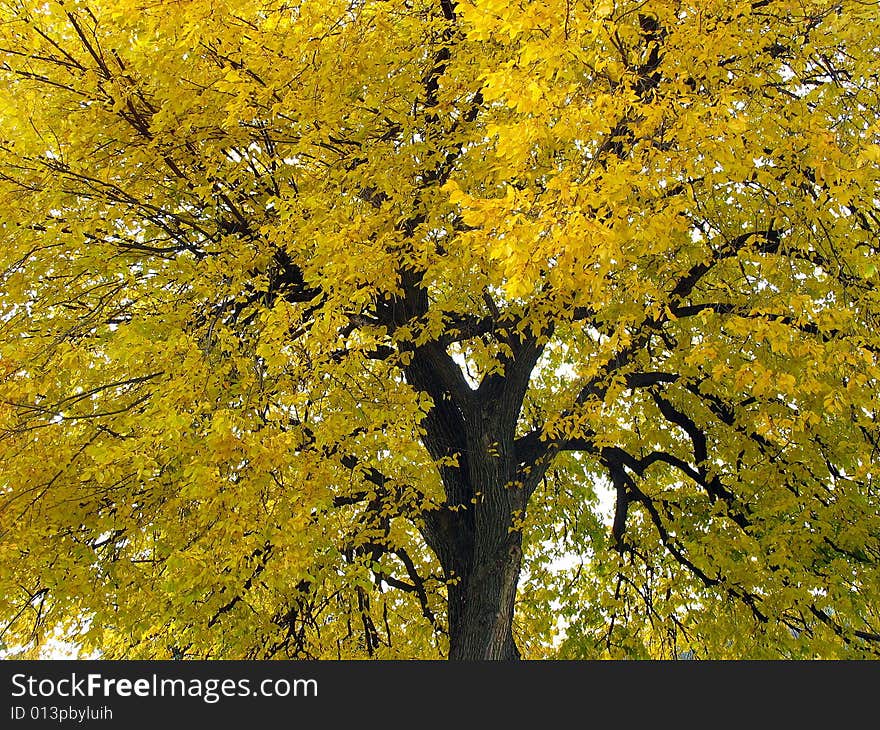 Yellow Tree