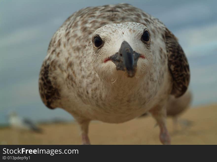 Super Close Seagull