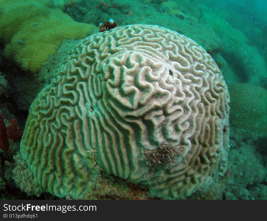 This light tan symmetrical brain coral has some very unsusual designs to it which made it stand out from all the rest. It was taken in about 20 feet of water off the coast of south Florida.