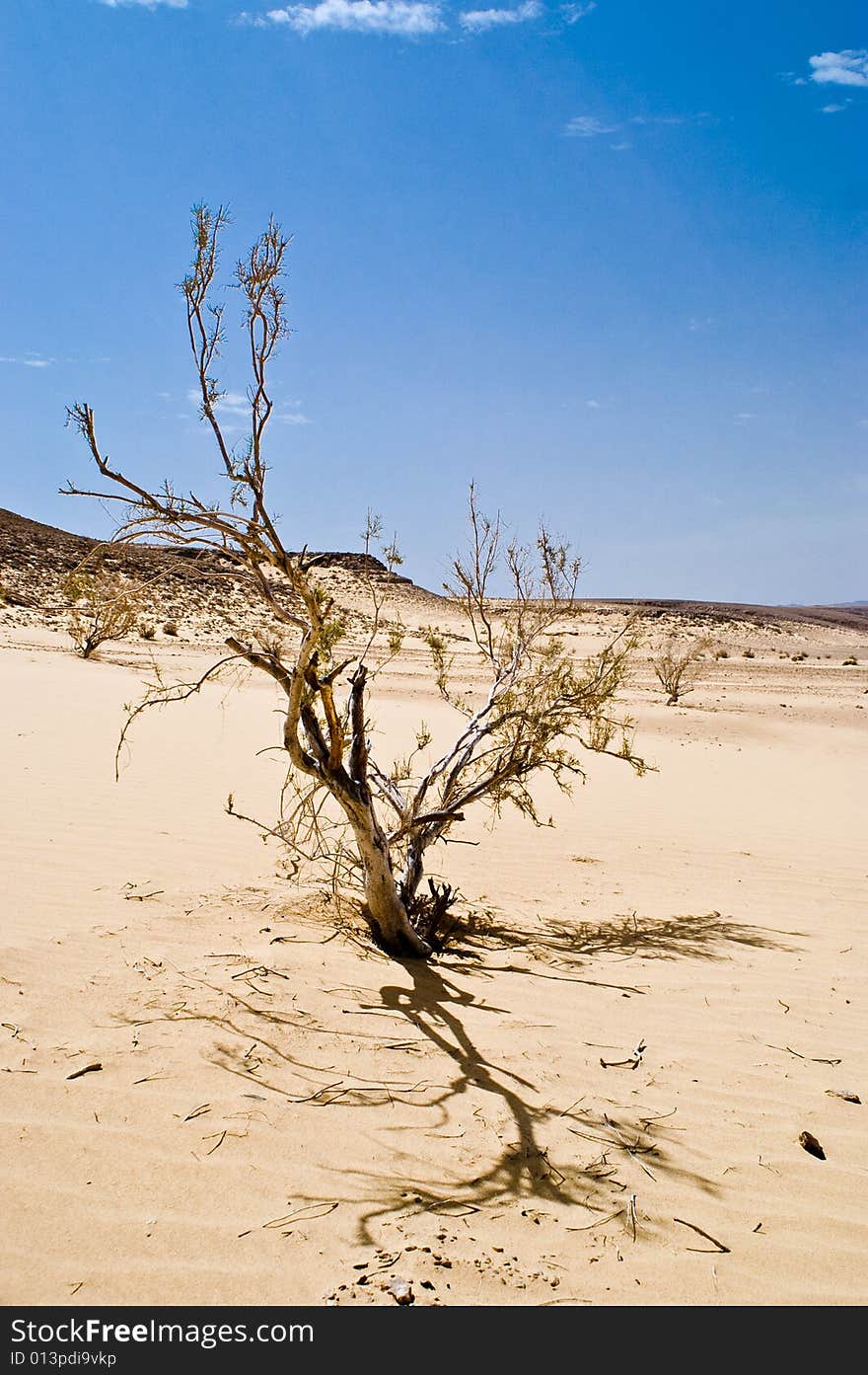 Dry tree in the sand desert. Dry tree in the sand desert