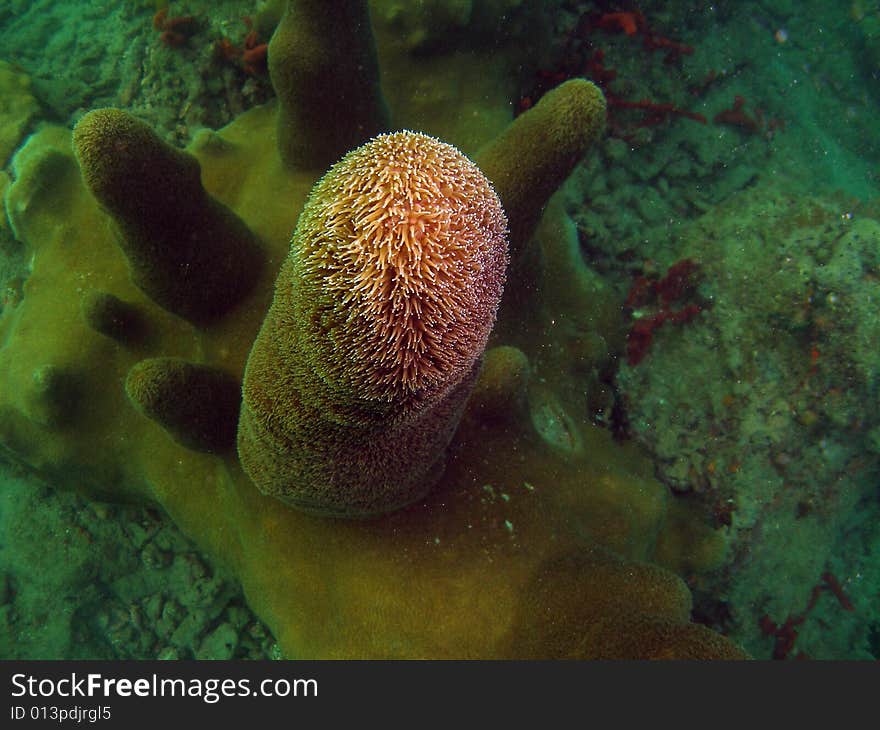 Pillar Coral grow in colonies and form numerous heavy cylindrical spires that grow upward. This shot is looking down at one of the cylindrical spires showing its enormous size. The color of pillar coral is light tan, golden brown and chocolate brown.