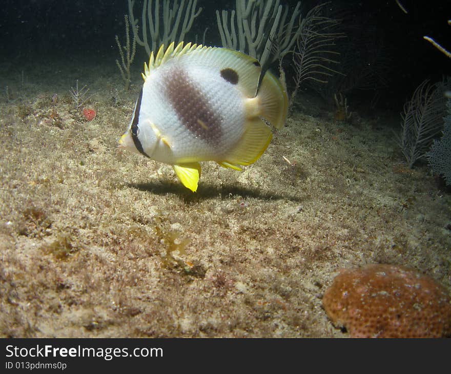 This foureye butterflyfish was taken at night when we were diving to see the coral spawn recently. They feed on gamete bundles of symmetrical Brain coral releases.