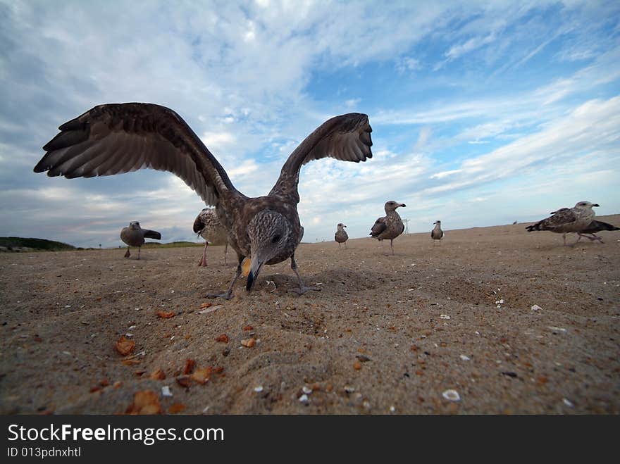 Seagull Wings