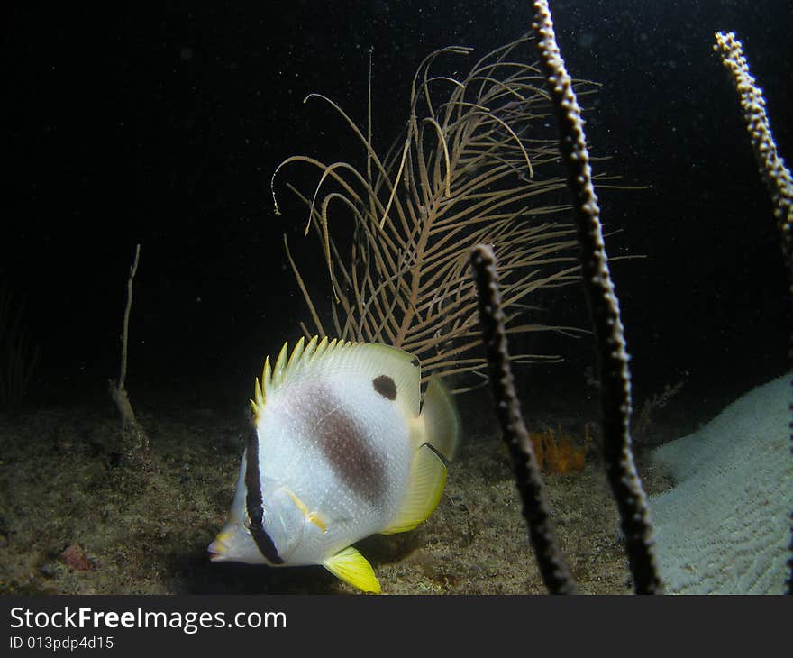 This foureye butterflyfish was taken at night when we were diving to see the coral spawn Aug 23,2008. This was taken at a depth of 45 feet.