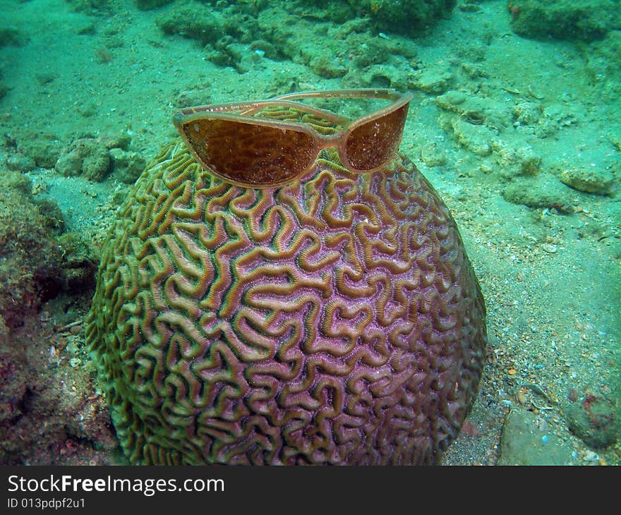 This Grooved Brain Coral had a pair of sunglasses sitting on top and the sun pasting through them gave the coral a really cool look. I also found a nice pair of sun glasses. This Grooved Brain Coral had a pair of sunglasses sitting on top and the sun pasting through them gave the coral a really cool look. I also found a nice pair of sun glasses.