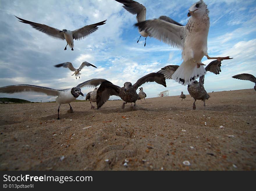 Seagulls with wings spread wide angle lens. Seagulls with wings spread wide angle lens