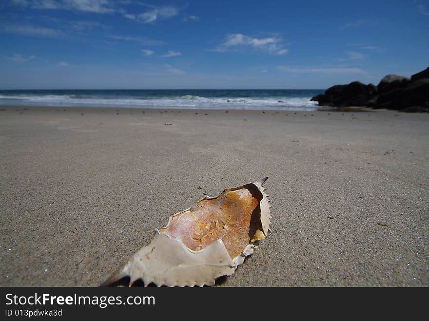 Blue claw crab shell on beach wide angle shot