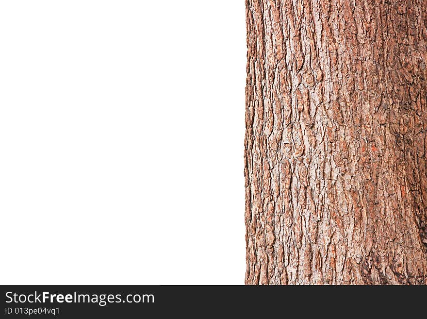 Tree cortex rough surface isolated on white. Tree cortex rough surface isolated on white