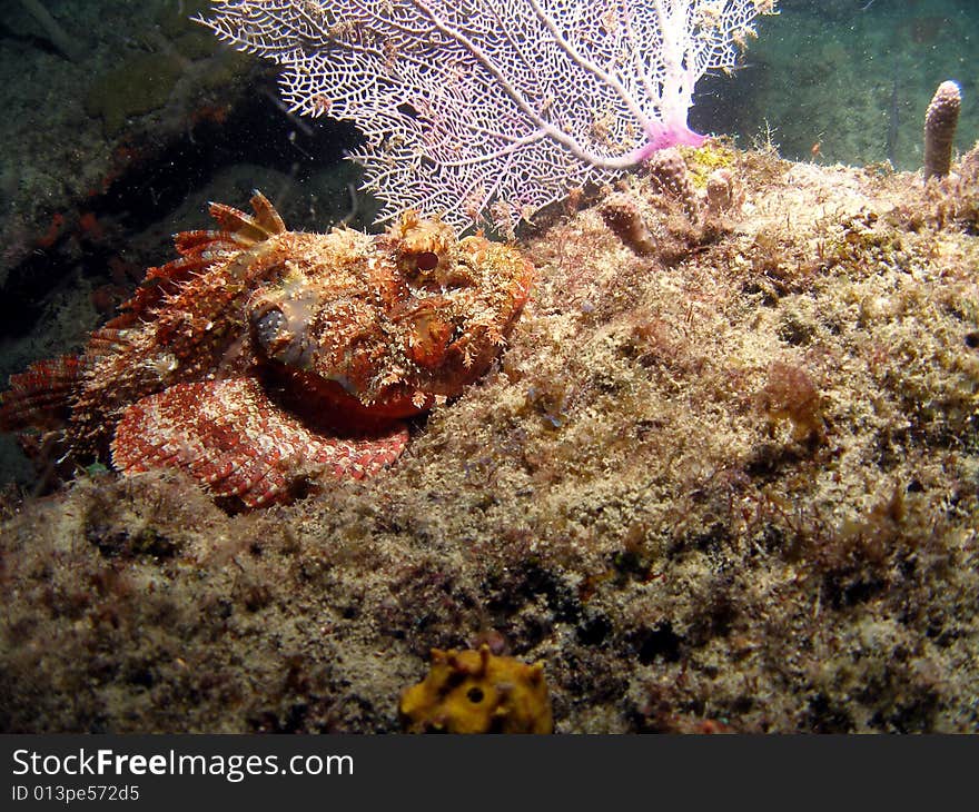 Spotted Scorpionfish are masters in camouflage and blend right in to the background. They will not move unless disturbed. If a dive is punctured by a  foredorsal fin it can cause severe pain and illness.