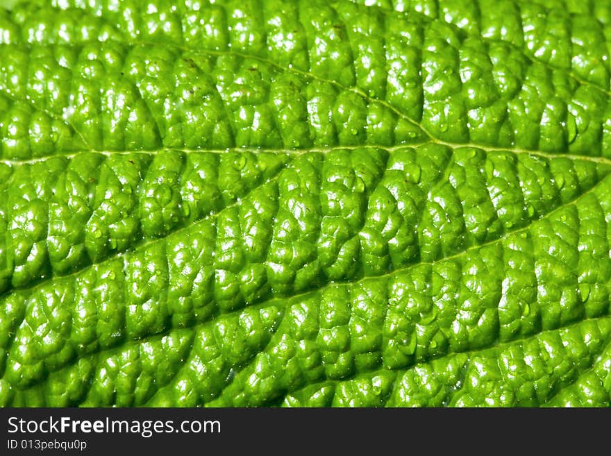 Leaf surface