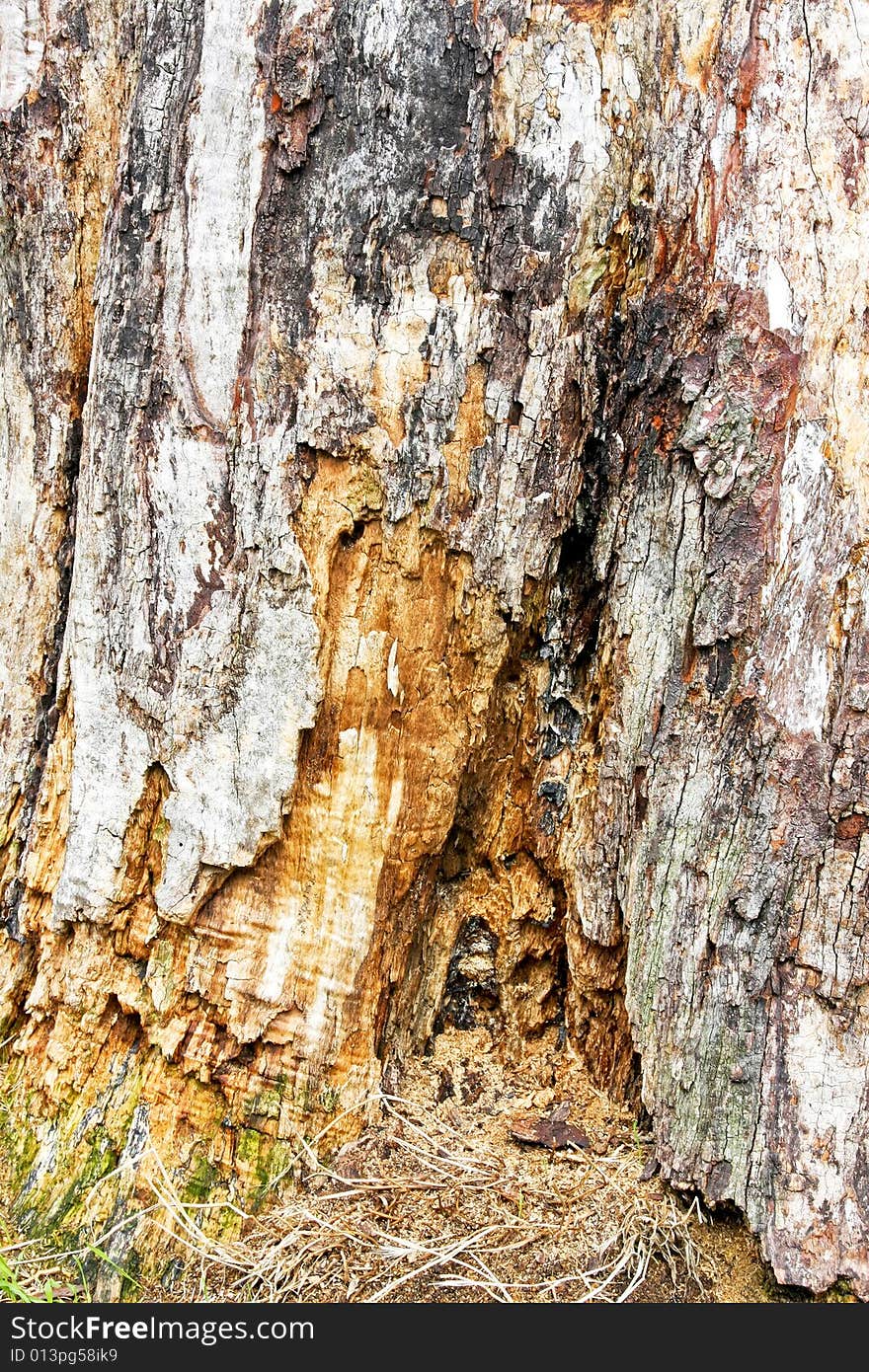 Detail shot of old tree stump remains. Detail shot of old tree stump remains