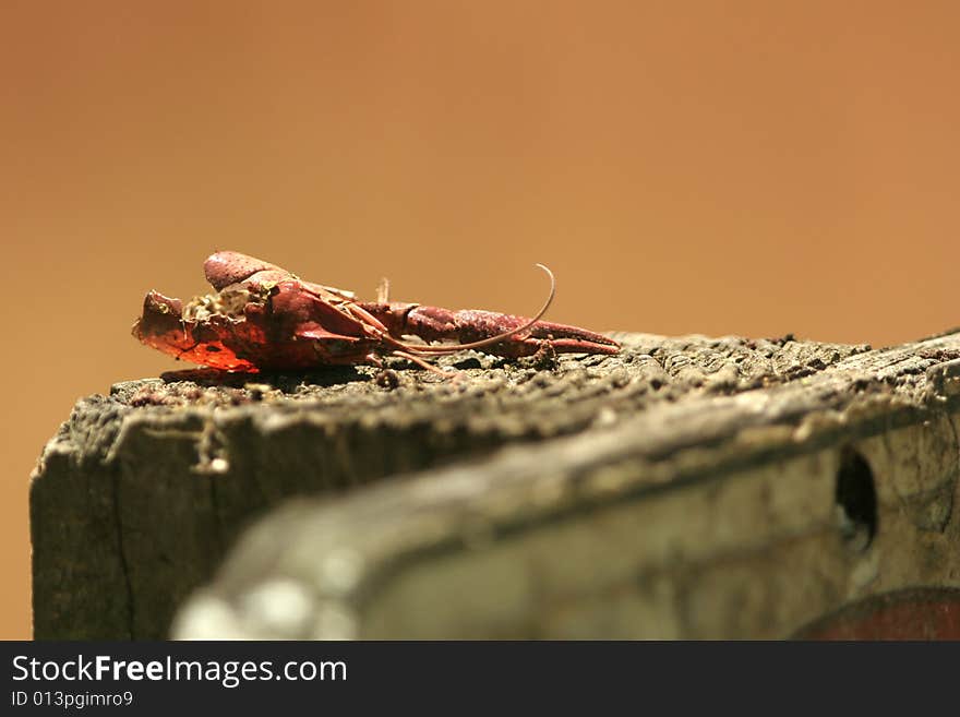 Dead crayfish