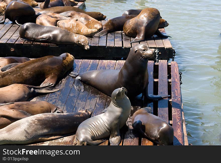 Sea-lions