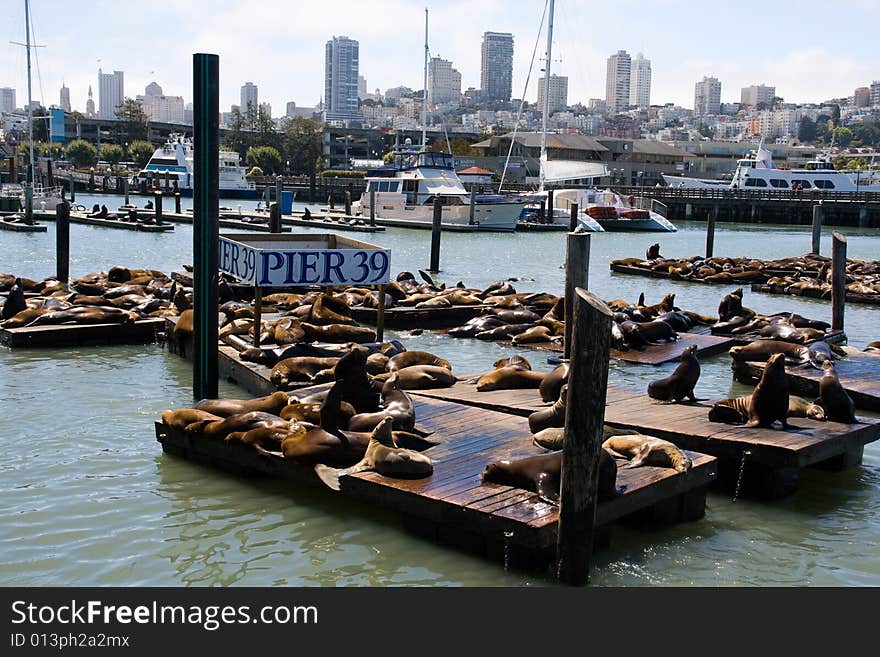 Sea-lions