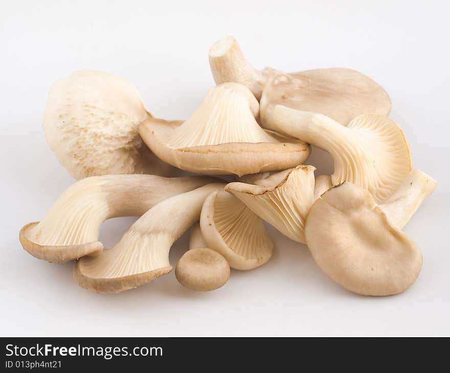 Still life of haphazard pile of oyster mushrooms of various sizes