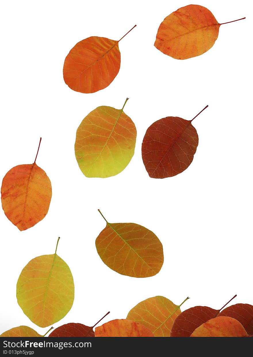 Autumn leaves isolated on white