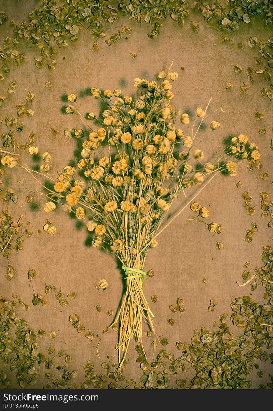 Dry flowers on grunge background