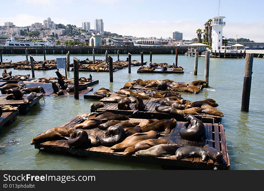 Sea-lions