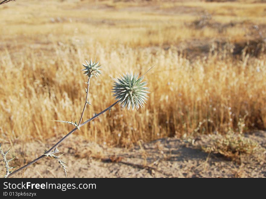 Lonely green thorn in dry desert. Lonely green thorn in dry desert