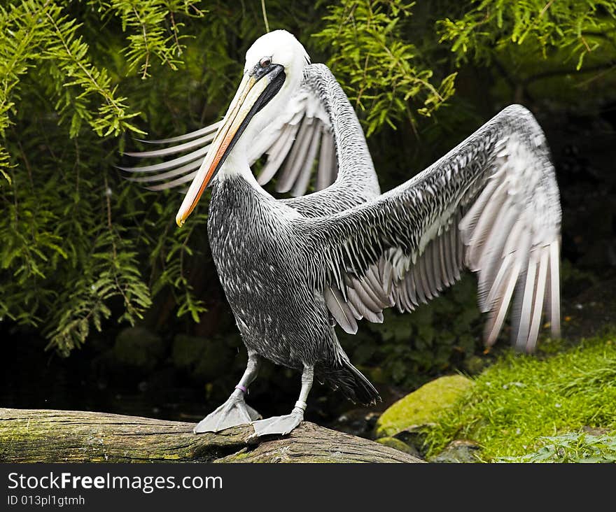 Pelican