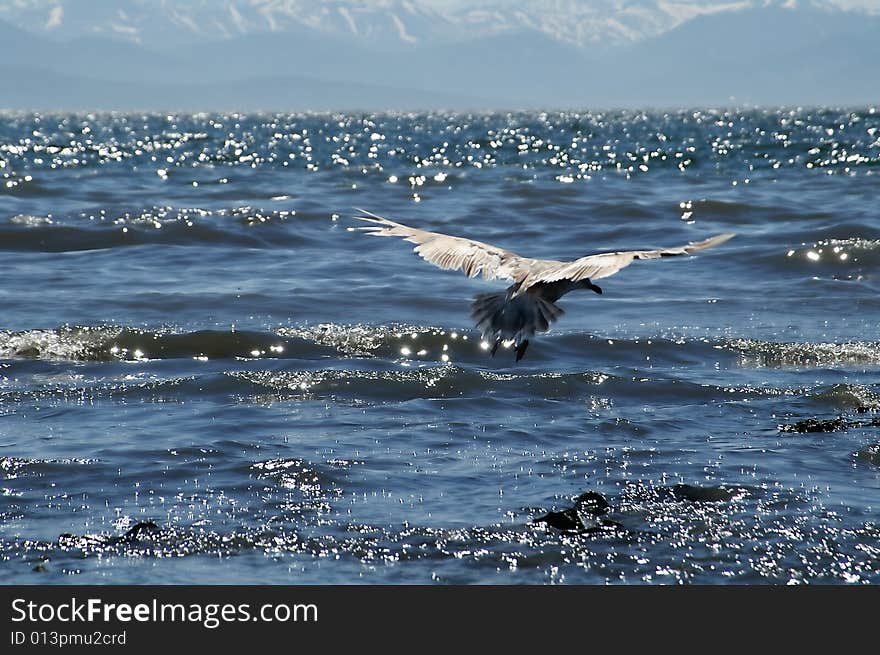 Sea gull