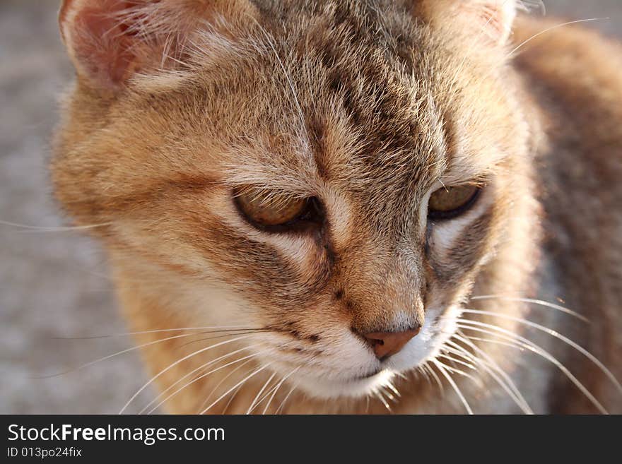 Outdoor close up of an unkempt cat at dusk