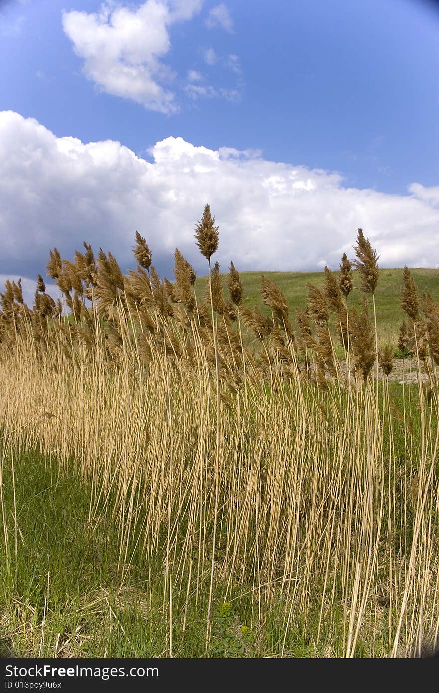 Reed near a lake bowing in the wind. Reed near a lake bowing in the wind.