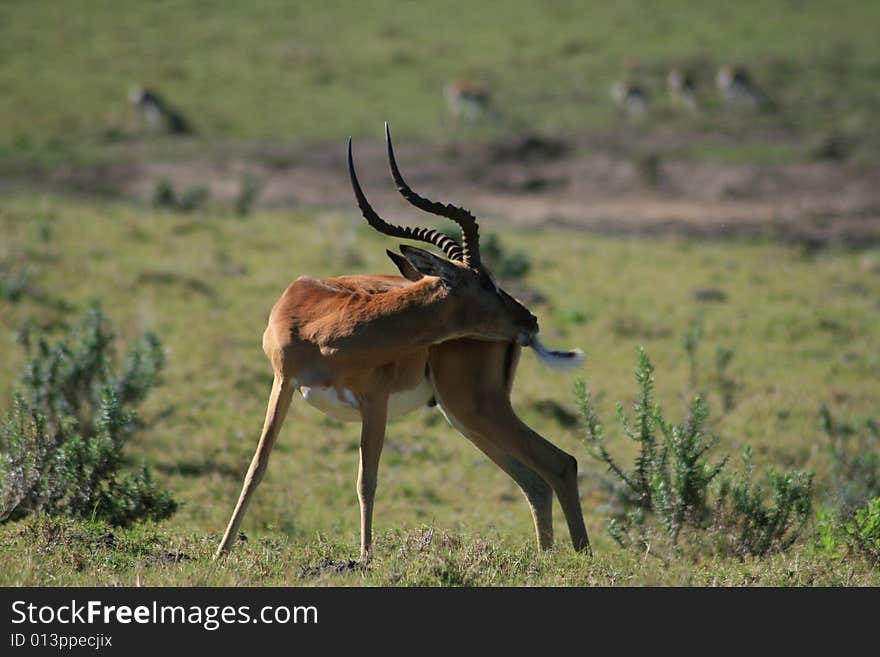 A male impala scratching his rear in a game park in south africa. A male impala scratching his rear in a game park in south africa