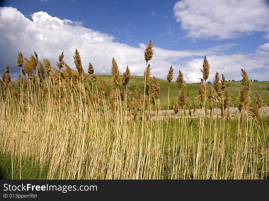 Reed near a lake bowing in the wind.