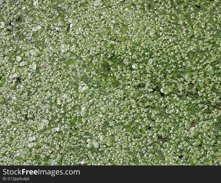 Duckweed grows on the surface of water in the swamp, her eating duck