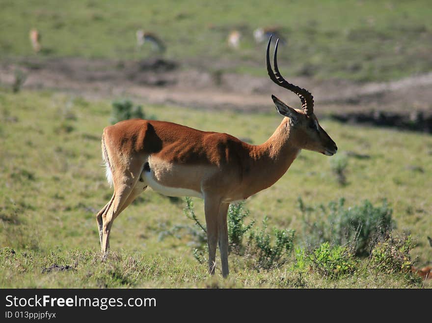 A male impala standing in a game park in south africa