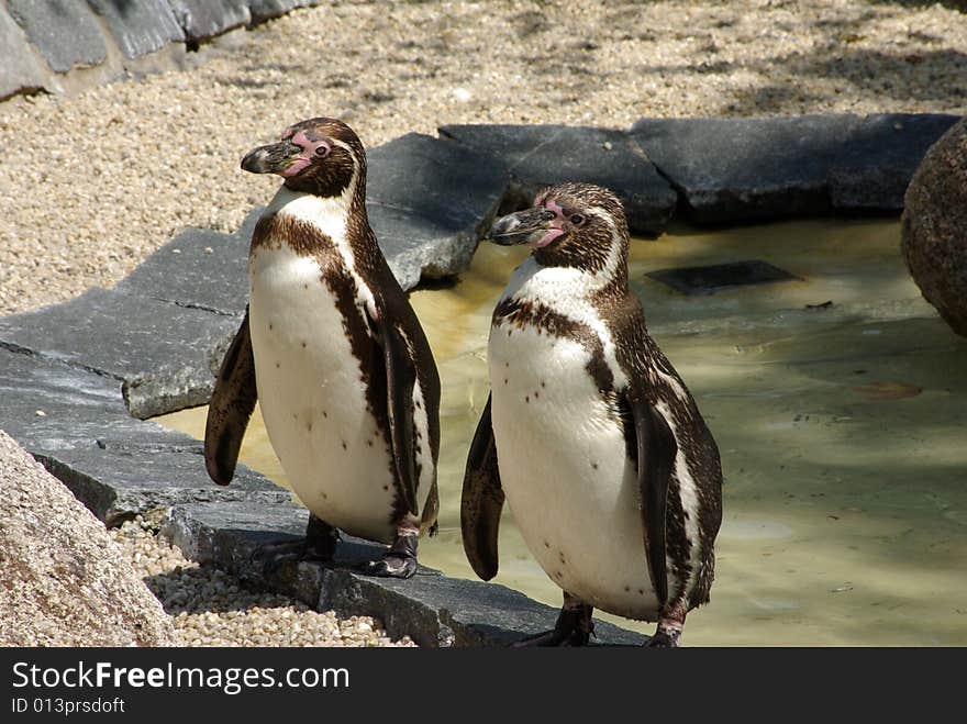 Two Penguins