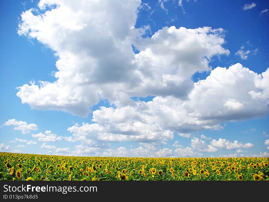 Sunflower field over cloudy blue sky. Sunflower field over cloudy blue sky