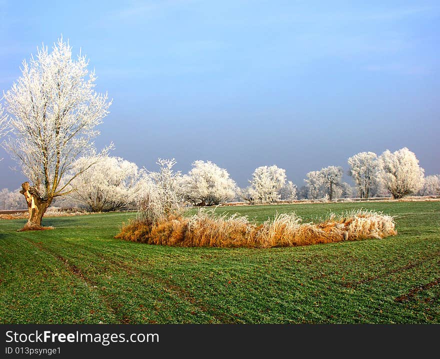 A Filed Of Wheat In Winter