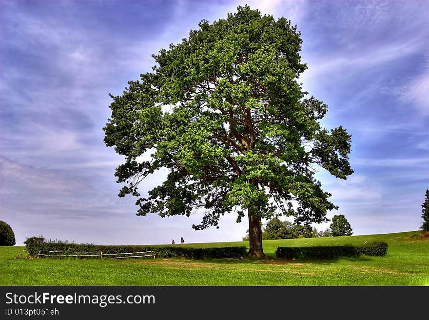 Horse Riders Under Big Oak Tree