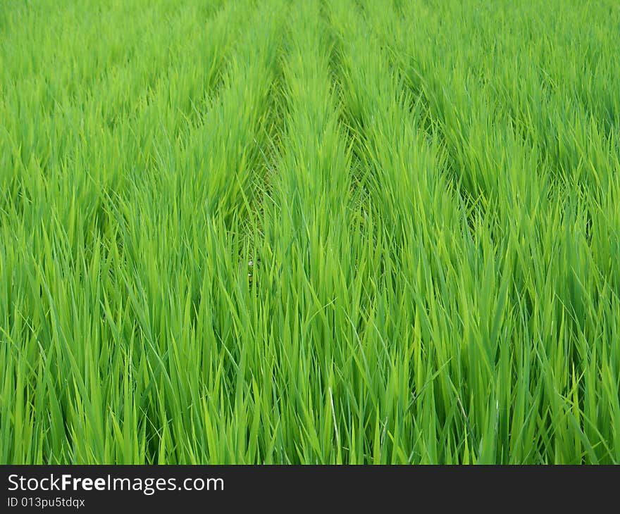 Rice field in Japan near Nagasaki