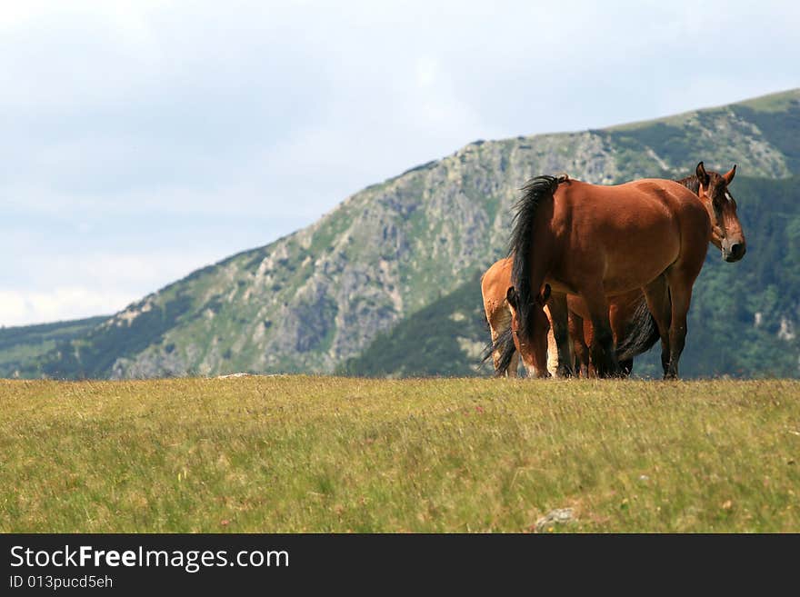 Two horses in the meadow on a mountain area