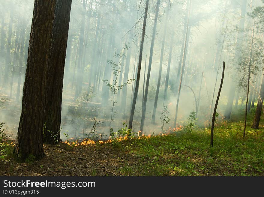 Fire in the pine tree forest. Fire in the pine tree forest