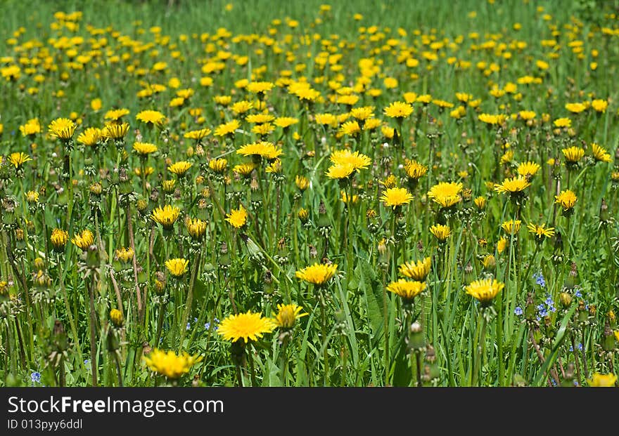 Yellow dandelion field in perspective