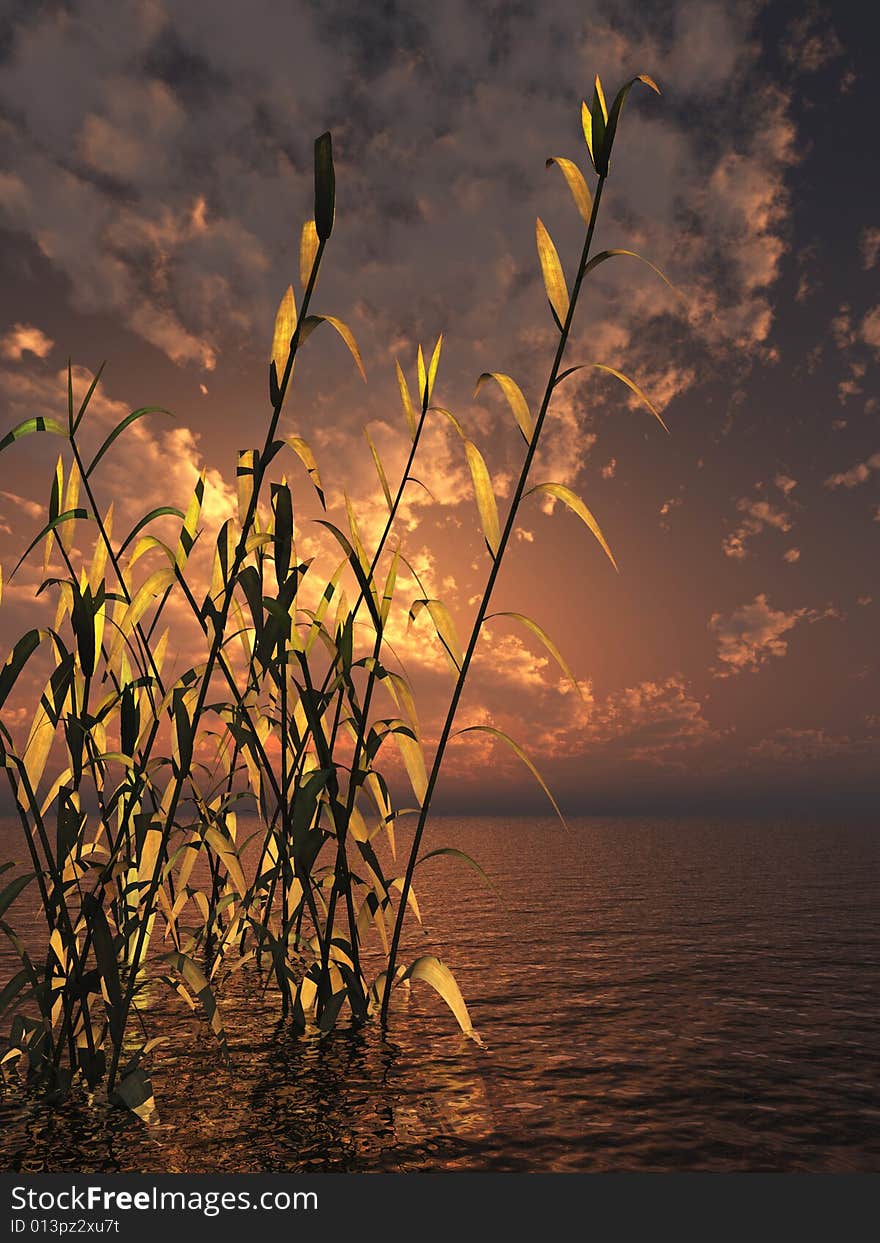 Water plants on a sea sunset background . Water plants on a sea sunset background .