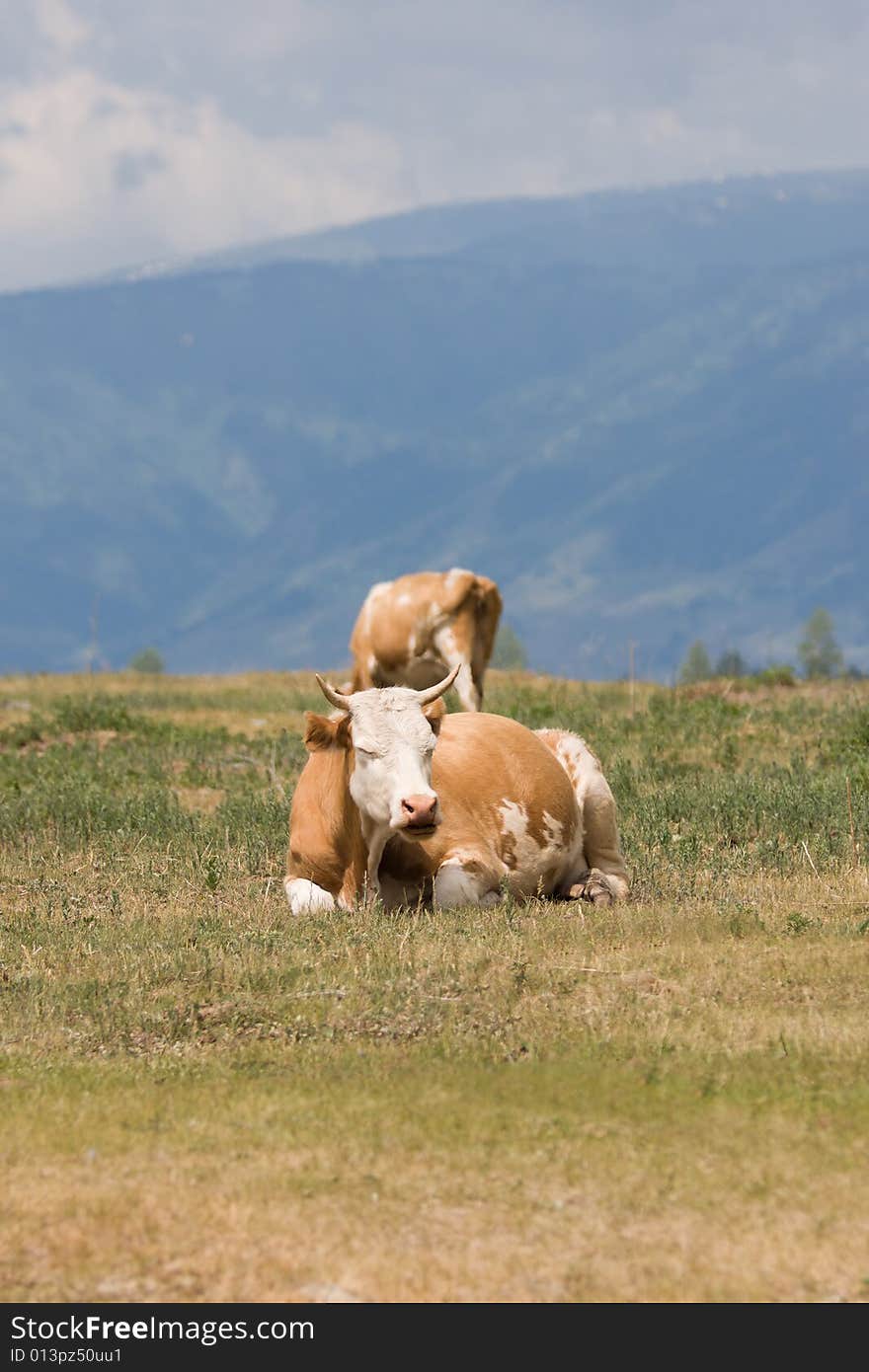 Cow in lying on the pasture. Cow in lying on the pasture