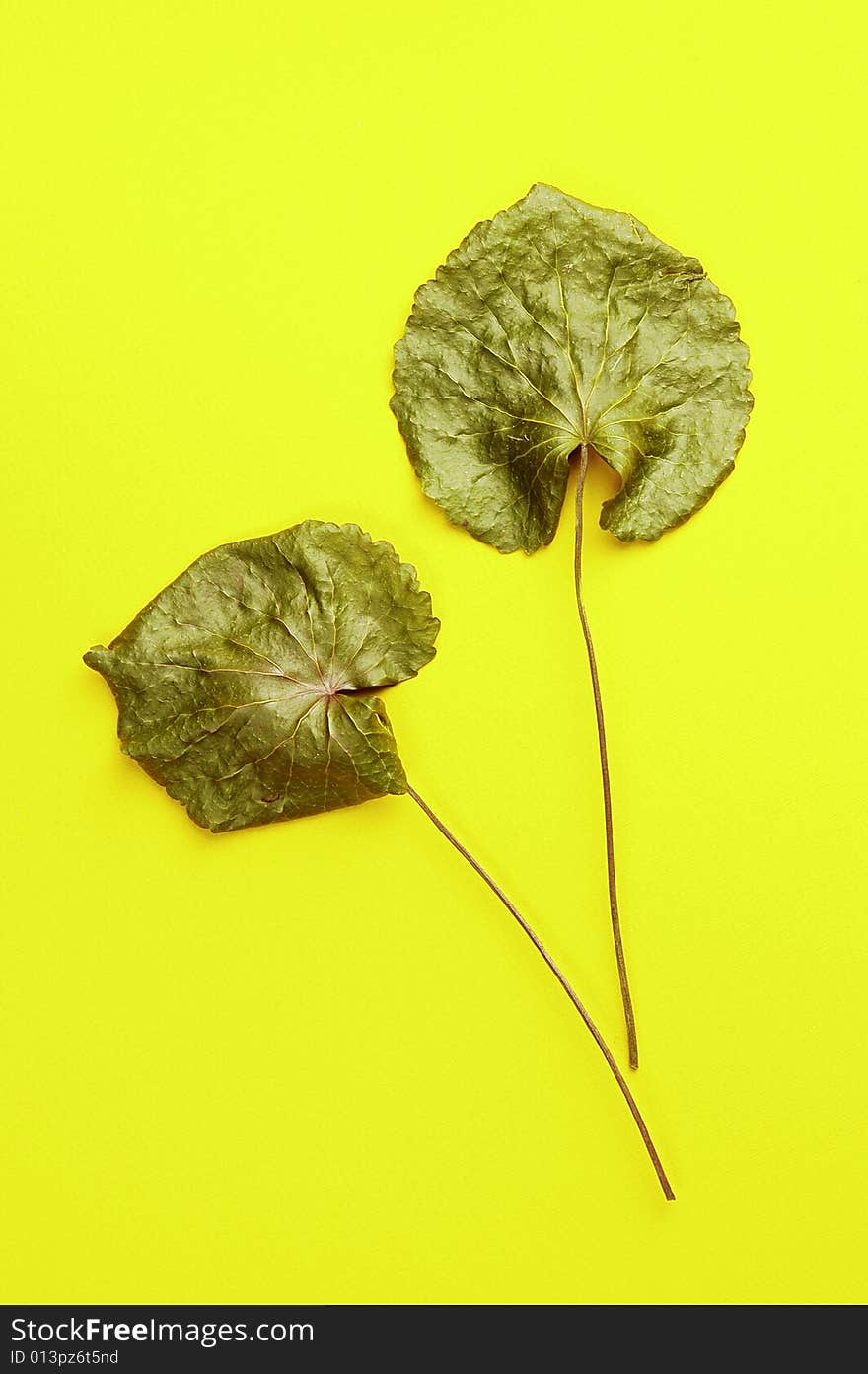 Green leaf on a yellow background