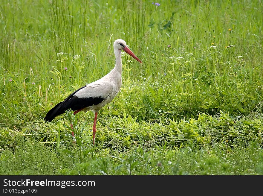 Stork searching for frog in fresh high the meadow grass. Stork searching for frog in fresh high the meadow grass