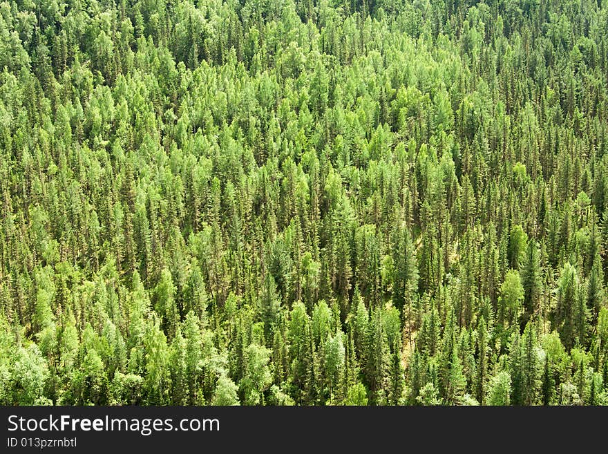 Bright green coniferous forest background