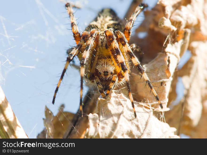 Spider on the dry grass macro shot