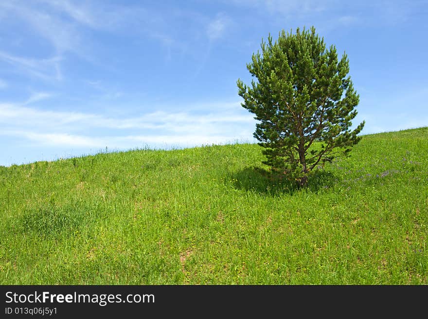 Tree in field