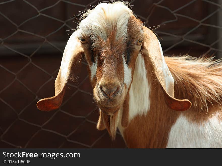 Portrait of funny lop-eared goat