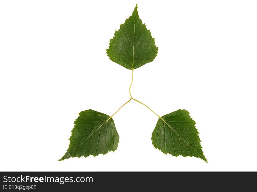 Green leaf on a white background