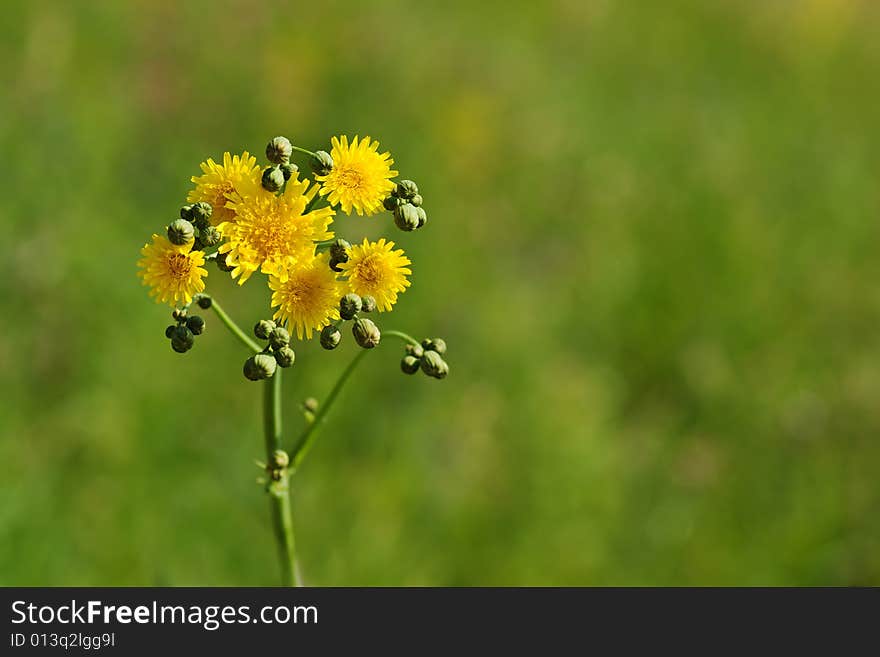 Dandelion on green grass backgound. Dandelion on green grass backgound